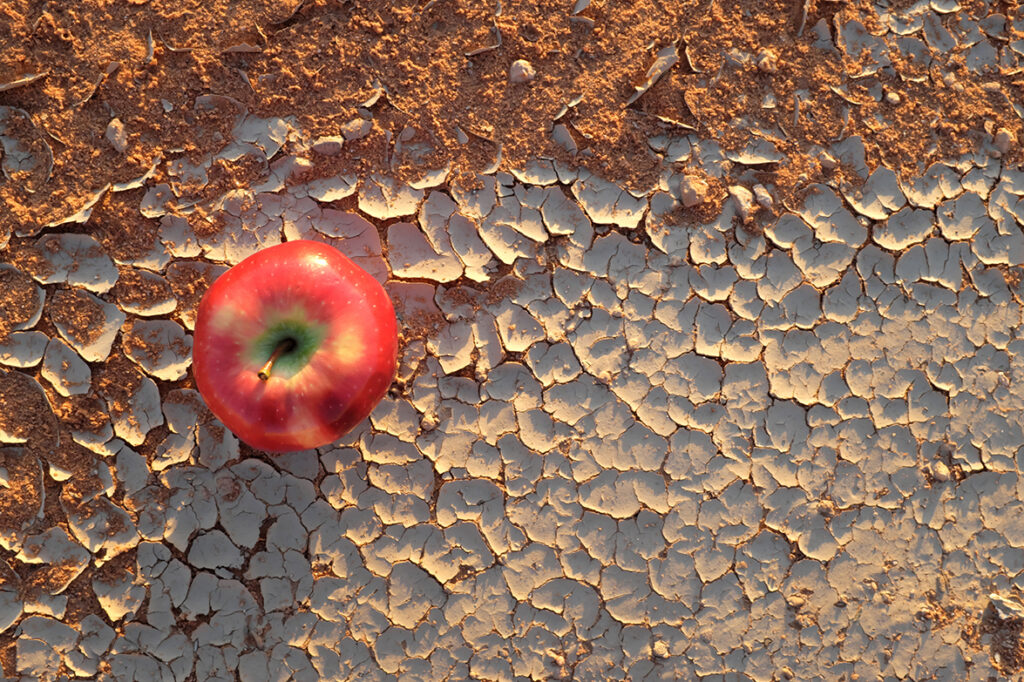 An apple on a dry and cracked desert soil. Food insecurity, water supply shortage, hunger, drought, climate change and desertification concept.