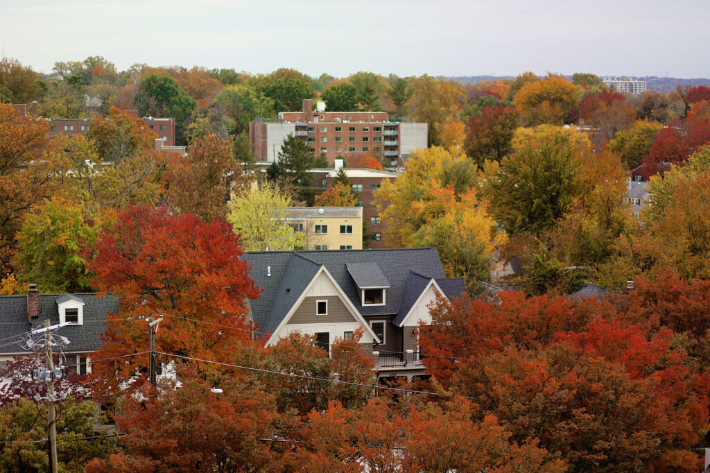 Fall foliage peaks in a neighborhood in Montgomery County.